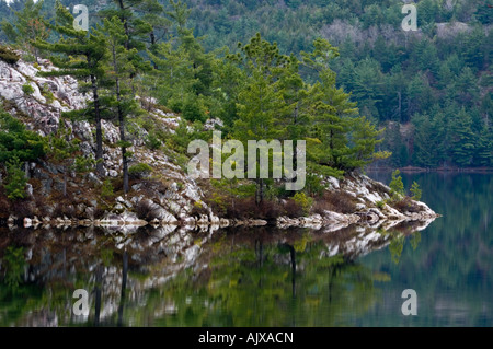 White pines on rocky point in Charlton Lake, Willisville, Ontario, Canada Stock Photo