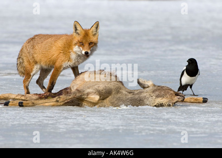 Red Fox and Magpie Stock Photo