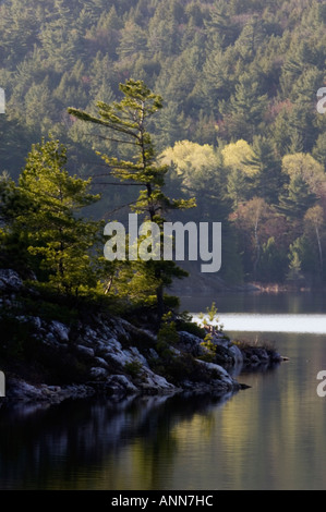 Charlton Lake with white pine and emerging spring foliage Willisville Ontario Stock Photo