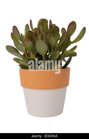 Crassula ovata, Crassula argentea, Crassula obliqua, Crassula portulacea, jade plant, jade tree, dollar plant Stock Photo