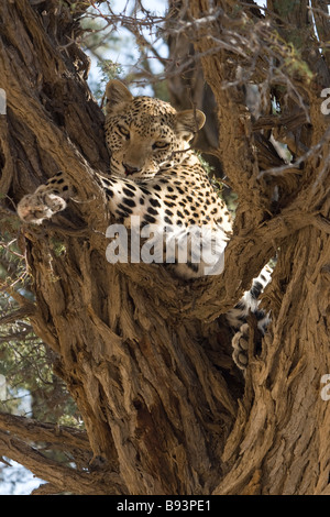 A Leopard lies in a tree in the Kgalagadi Transfrontier Park in the Kalahari regeon of South Africa's Northern Cape Province. Stock Photo