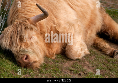 Highland Cow asleep in a field next to a fence Stock Photo