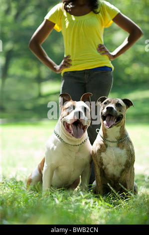 Two dogs with their owner Stock Photo