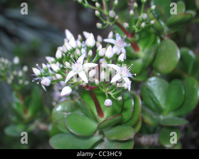 Crassula Ovata Stock Photo