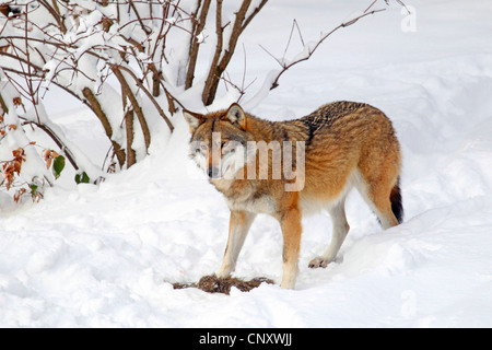 European gray wolf (Canis lupus lupus), in the snow, Germany Stock Photo