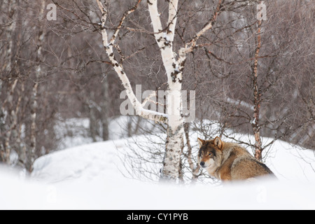 Captive european gray wolf (Canis lupus lupus), in Polar Zoo, Bardu, Norway, Europe Stock Photo