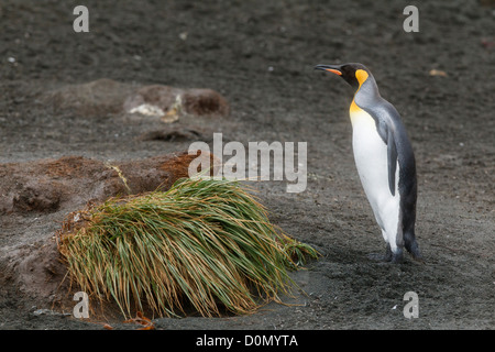 King penguin (Aptenodytes patagonicus) in Macquarie island - Tasmania - Australia Stock Photo