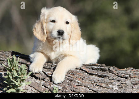 Dog Golden Retriever puppy lying on a wood Stock Photo