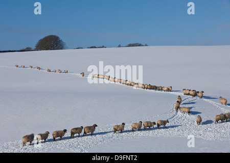 A file of sheep across snow, Lower Pennines, Eden Valley, Cumbria, England, UK Stock Photo