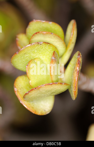 Jade plant, jade tree, dollar plant Crassula ovata, Crassula argentea, Crassula obliqua. Stock Photo