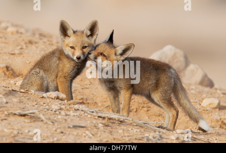 Fox, Red Fox, Red fox cubs Stock Photo