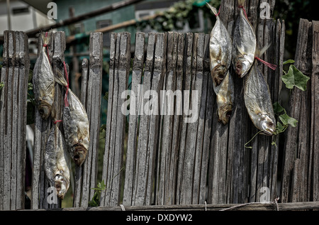 Daily catch of fresh fish hung out to dry in the sun. Thailand S. E. Asia Stock Photo