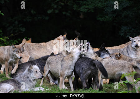 Eastern Timber wolf Canis lupus lycaon American gray wolf Wolf gray wolf canids dogs Canis predator wolves herd herd behavior, Stock Photo