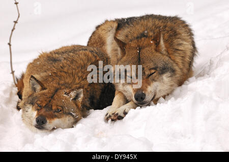 Canis lupus canids European Wolf gray wolf predators wolves predator Wolf winter snow cold frost Canine animal animals Germ Stock Photo