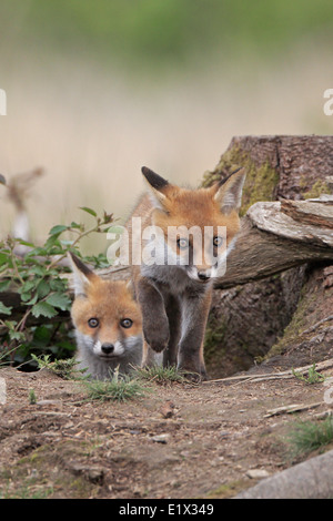 Two Red Fox Cubs emerging from their earth Stock Photo