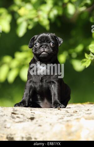 pug puppy Stock Photo