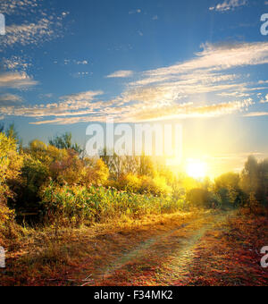 Country road in the colorful autumn forest Stock Photo