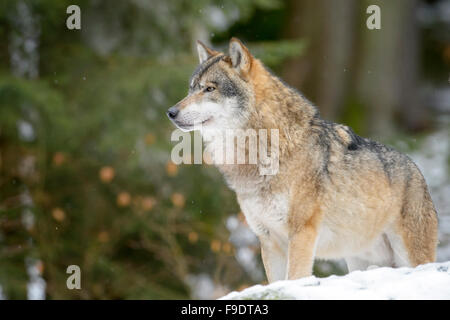 Adult Eurasian wolf (Canis lupus lupus) looking up and standing in the snow, Bayerische wald, Germany Stock Photo