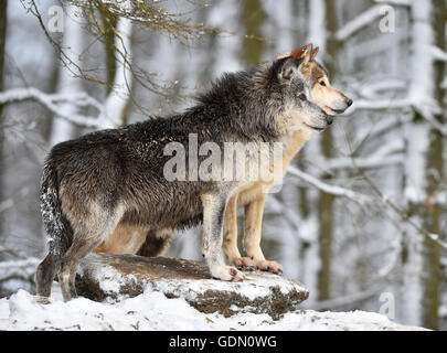 Male and female alpha wolf, alpha wolf, Eastern Wolf, Eastern timber wolf (Canis lupus lycaon) in winter, look out, captive Stock Photo