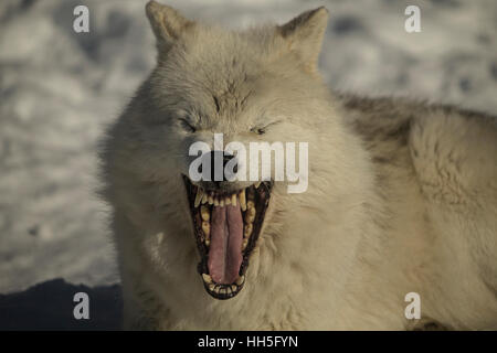 arctic wolf Stock Photo