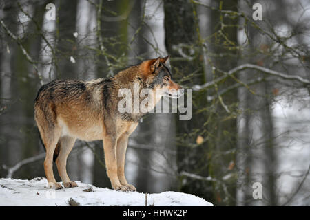 Eastern wolf (Canis lupus lycaon) in snow, captive, Baden-Württemberg, Germany Stock Photo