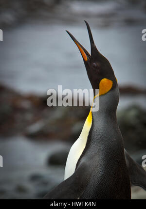 King Penguin calling, Macquarie Island Stock Photo