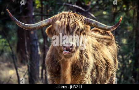 Male Highland cow standing staring straight at the camera. a golden brown Highland Cow licking his nose, his horns are lit in the sunlight Stock Photo