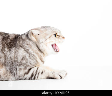 Angry cat isolated on white background Stock Photo