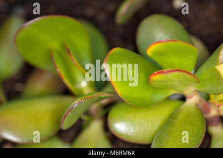 Money Plant, Paradisträd (Crassula ovata) Stock Photo