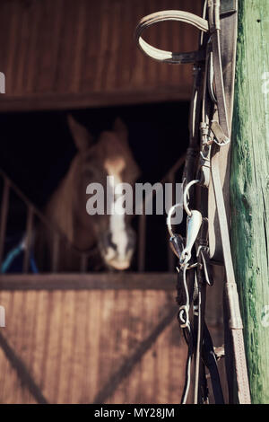 Vintage horse bridle hanging from the wooden pole of a barn. A horse in the background. Stock Photo