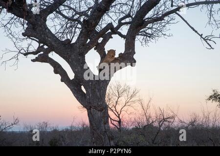 South Africa, Kalahari Desert, savannah, African Leopard (Panthera pardus pardus), resting in a tree Stock Photo