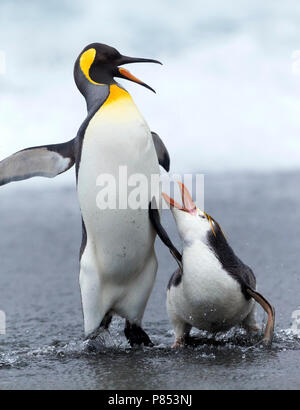 Royal Penguin (Eudyptes schlegeli) fighting with King Pinguin on Macquarie islands, Australia Stock Photo