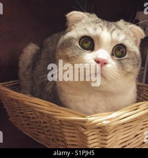 Cat in basket Stock Photo