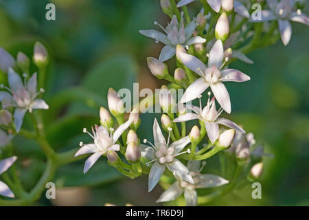 jade plant, jade tree, dollar plant (Crassula ovata, Crassula argentea, Crassula obliqua, Crassula portulacea), flowers Stock Photo