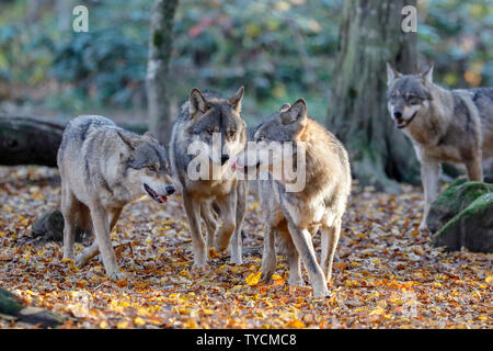 European wolf, (canis lupus), captive Stock Photo