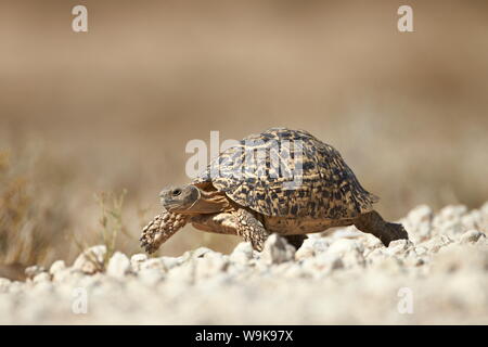 Leopard tortoise (Geochelone pardalis), Kgalagadi Transfrontier Park, encompassing the former Kalahari Gemsbok National Park, South Africa, Africa Stock Photo