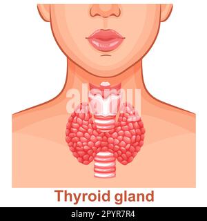 Ghiandola tiroidea, anatomia dell'organo interno trachea, collo della gola donna, icona della salute del sistema endocrino umano. Malattia ipertiroidea trattamento medico. Vettore Illustrazione Vettoriale