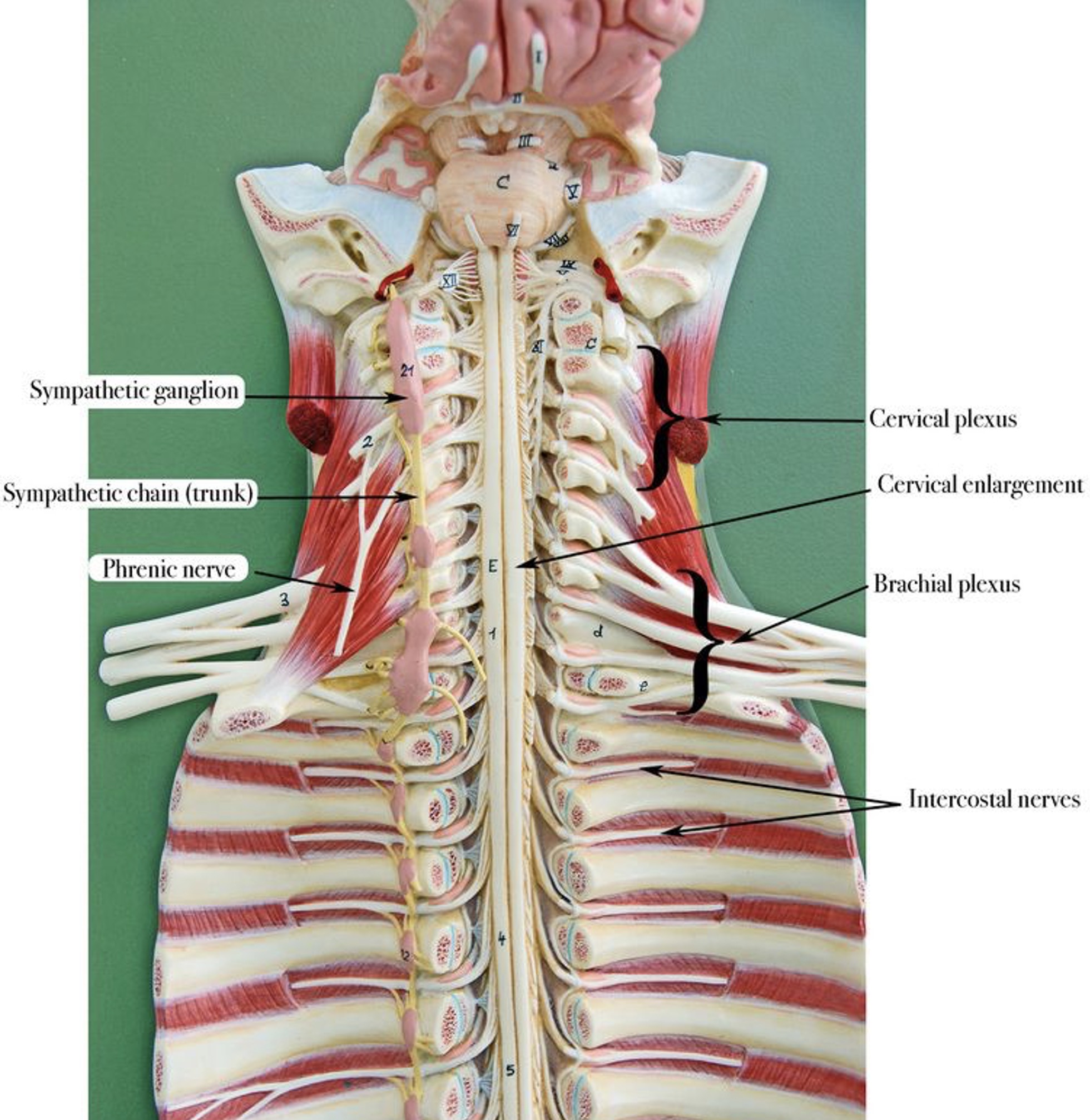 Labeled Spinal Cord Model