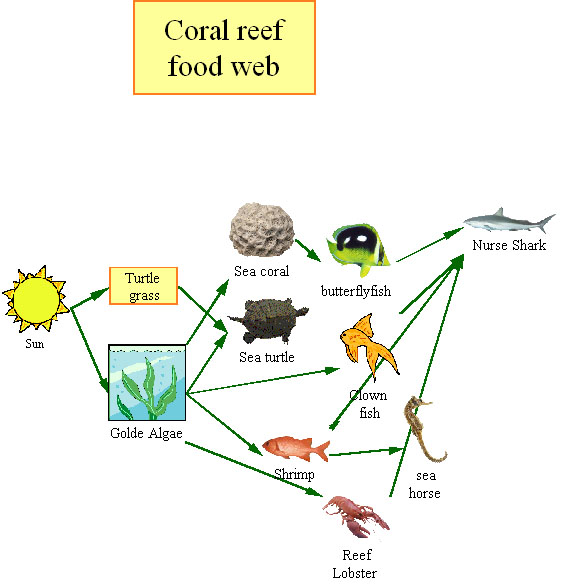 Wildlife - The Great Barrier Reef