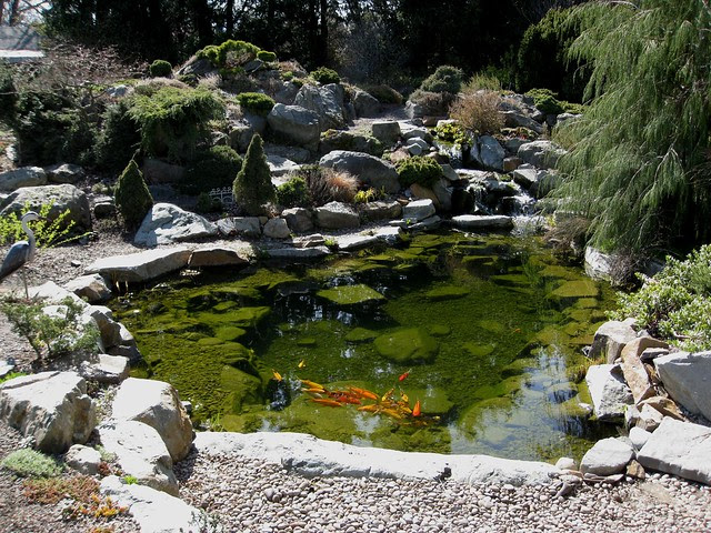 Koi Pond | seawt10 215 | By: brewbooks | Flickr - Photo Sharing!