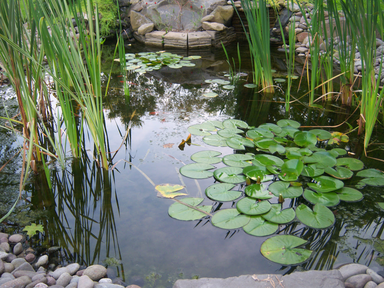 Koi Pond Free Stock Photo - Public Domain Pictures