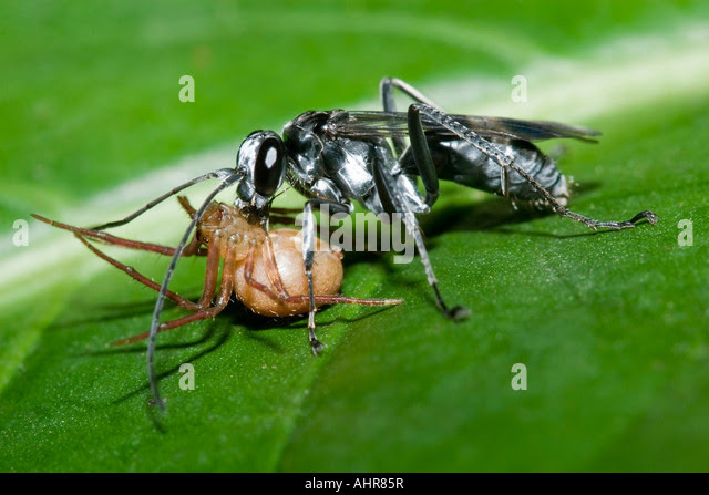 Wasp: Killer Wasp In China