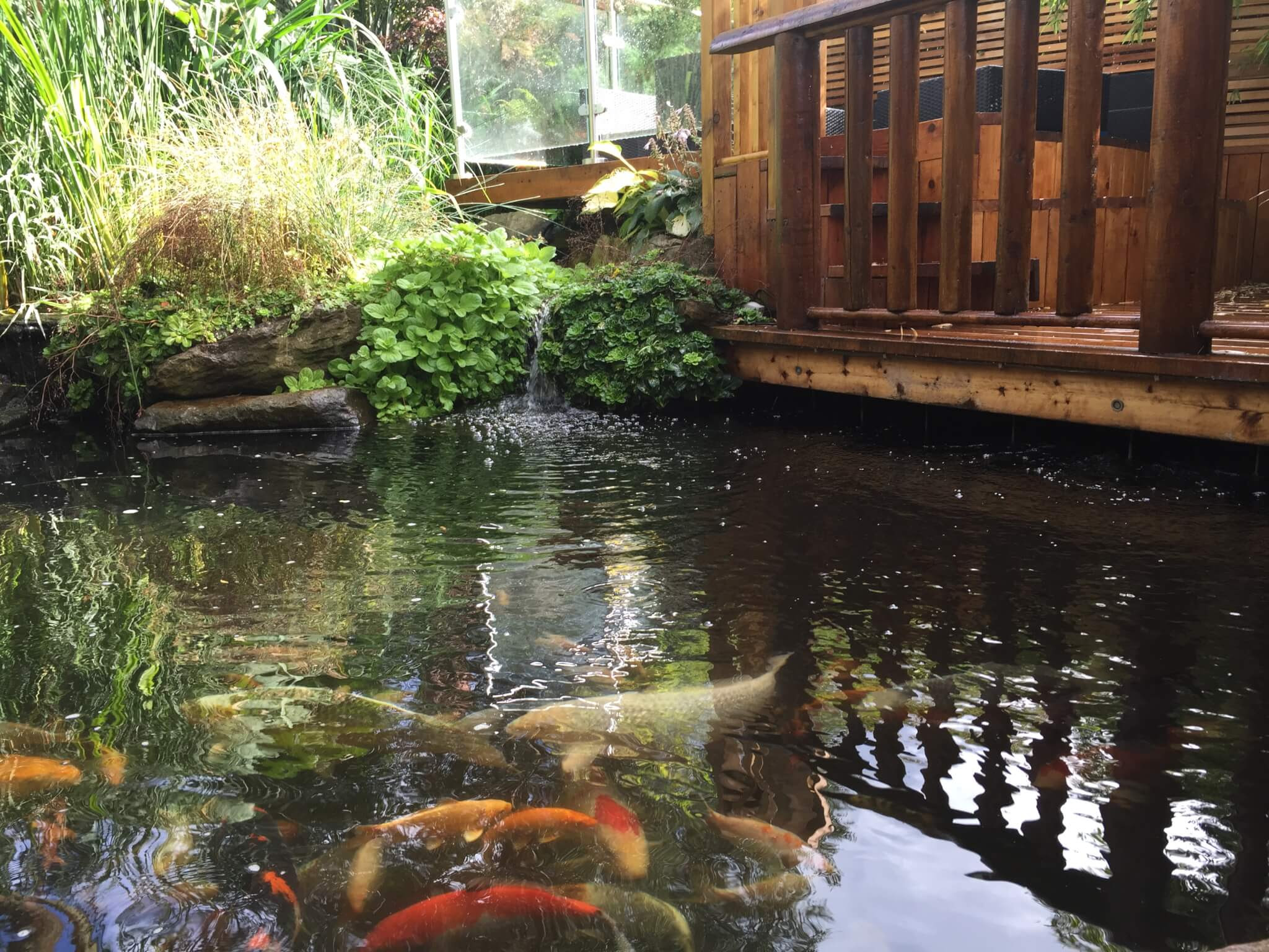 Koi Pond Feature | Abel Landscaping