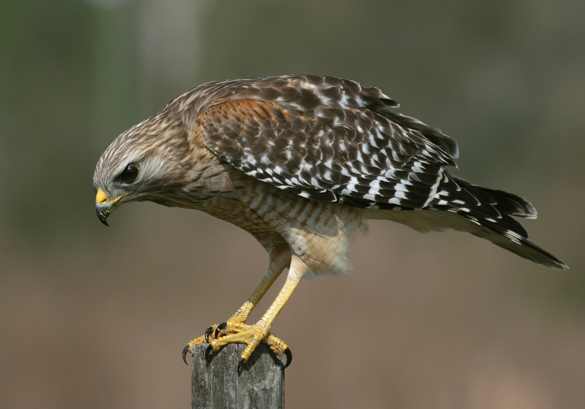 Types of Hawks - Different types of Hawk facts