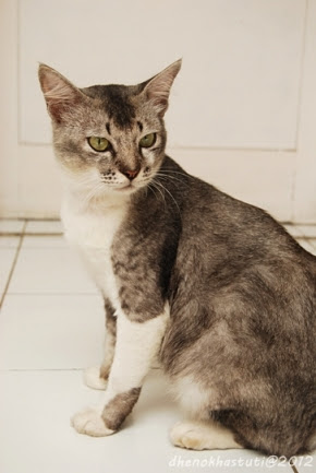 foto dhenok - kucing rizki 2