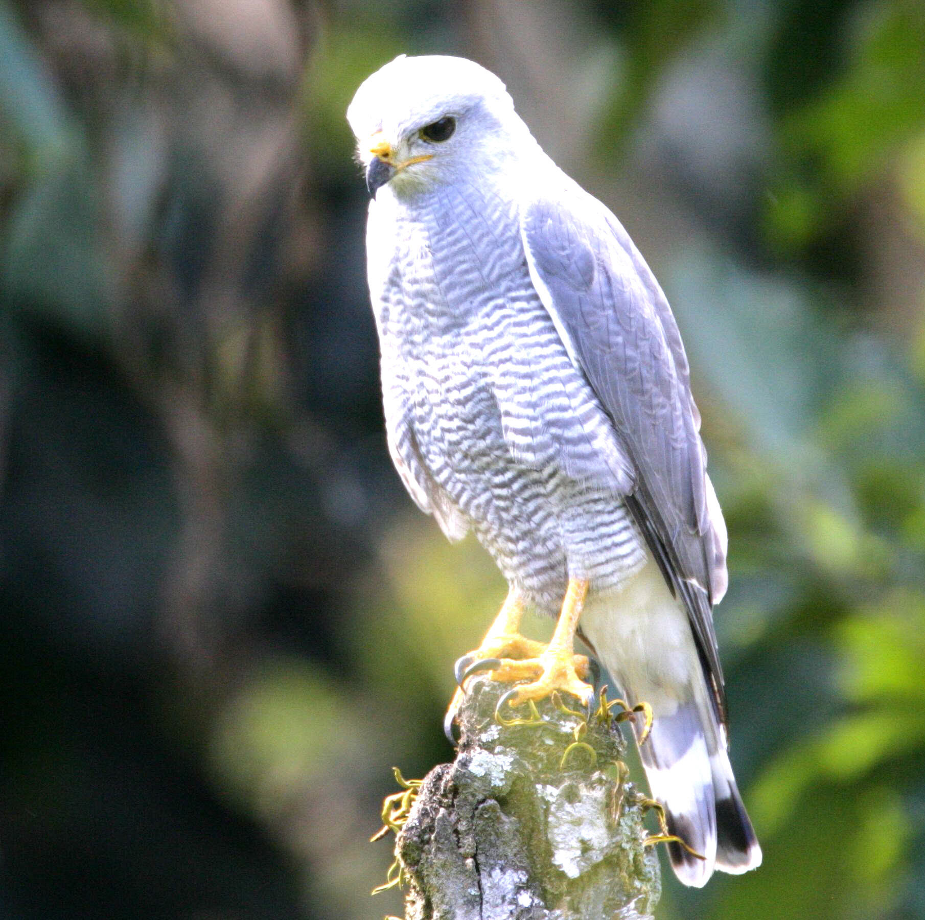 GRAY HAWK | The Texas Breeding Bird Atlas