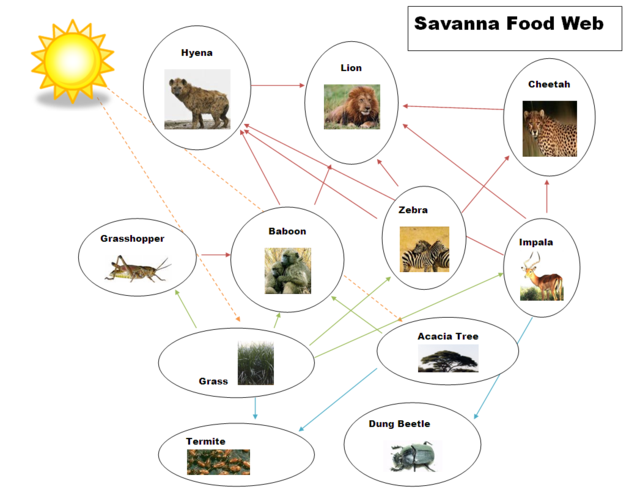 Food Chain & Food Web - The Tropical grasslands/savannas biome