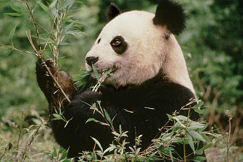 images Food Pandas Eat wwf