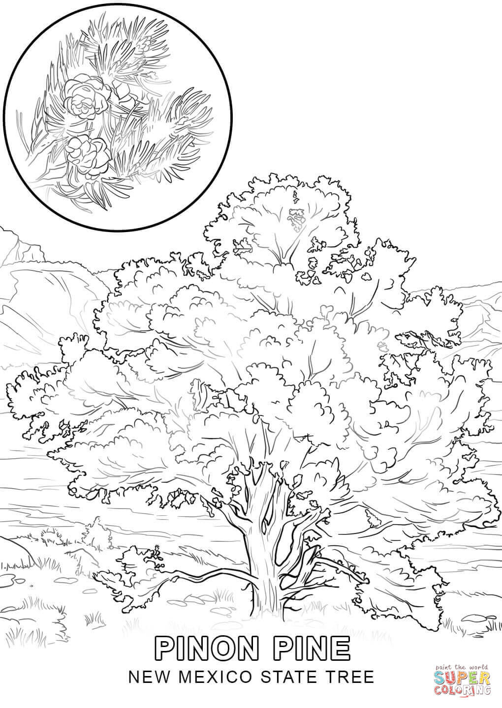 the New Mexico State Tree coloring pages