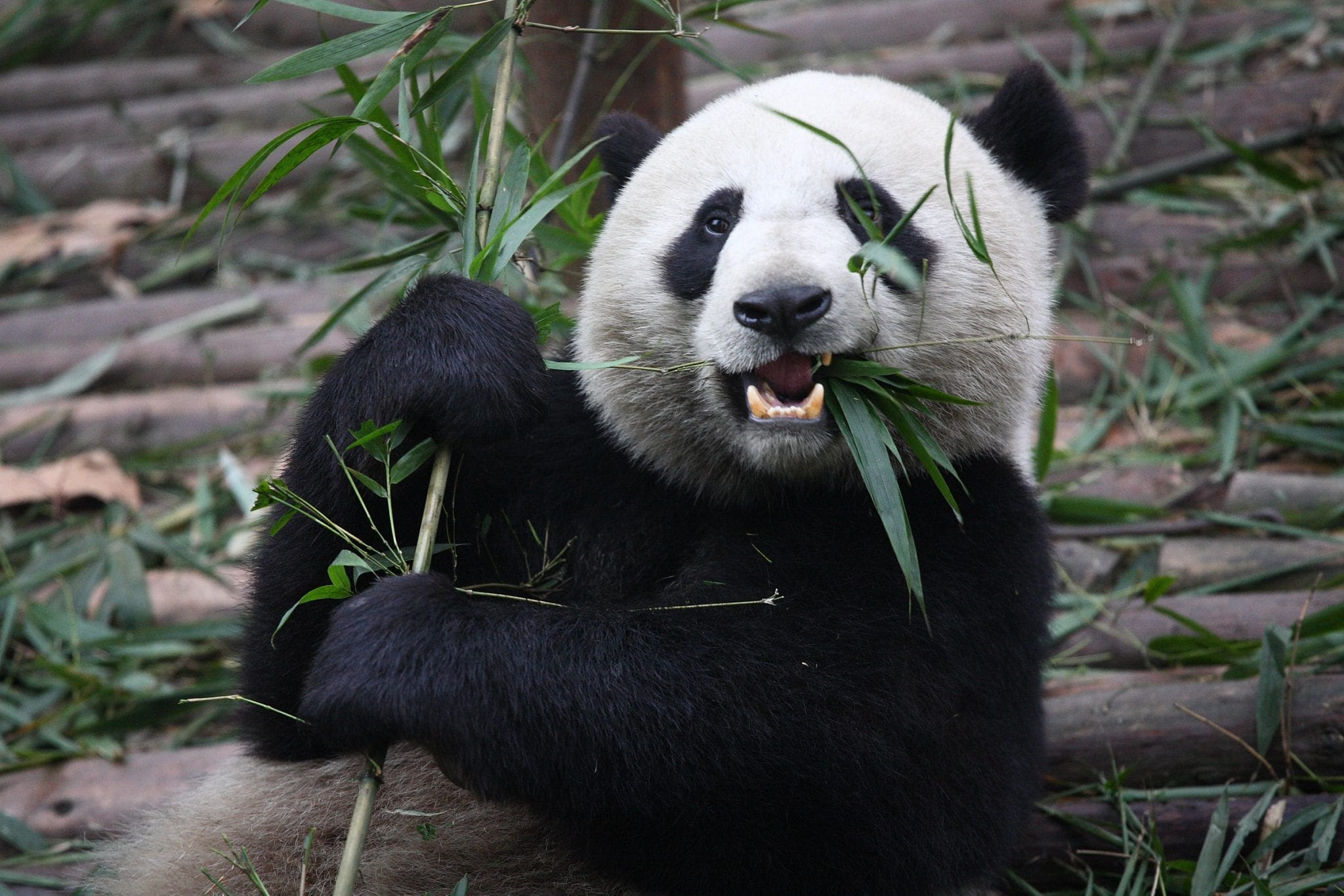 photo Food Pandas Eat panda things